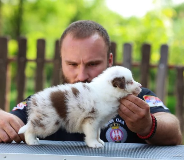 Cuccioli di Border Collie | Foto 2