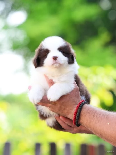 Cuccioli di Border Collie