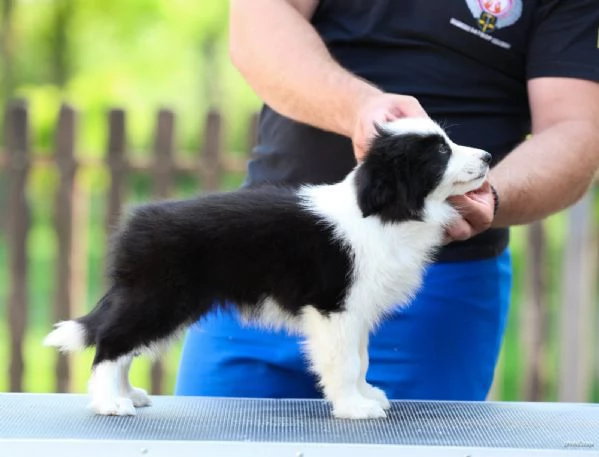 Cuccioli di Border Collie | Foto 1