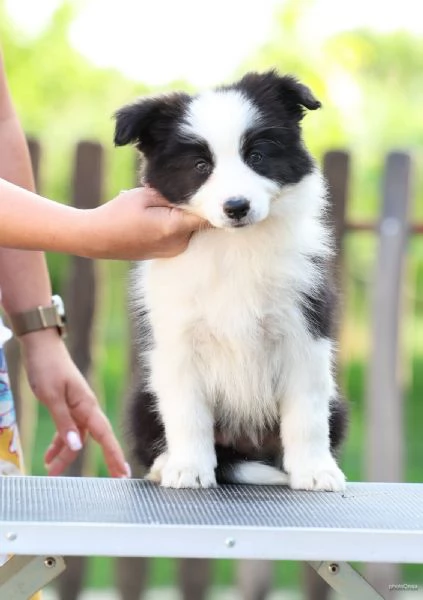 Cuccioli di Border Collie | Foto 0