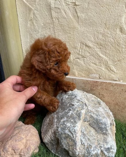 cucciolo di barboncino | Foto 1