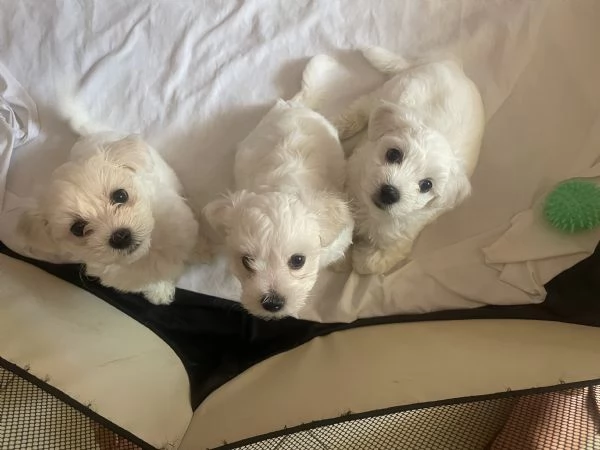 Vendo adorabili cuccioli dí Maltesi  | Foto 1