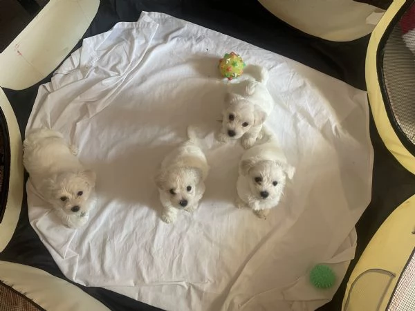 Vendo adorabili cuccioli dí Maltesi  | Foto 0