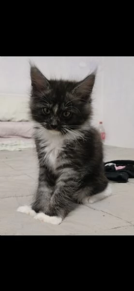 CUCCIOLI MAINE COON | Foto 5