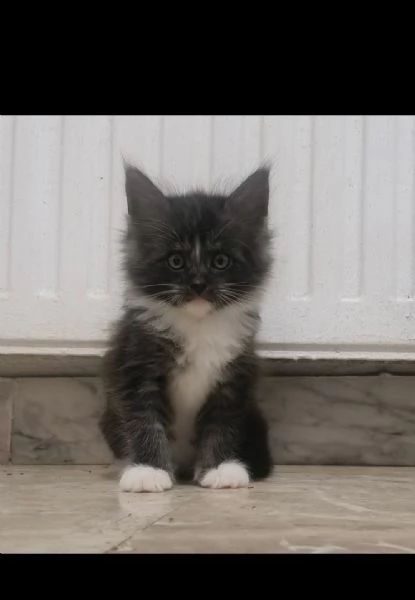CUCCIOLI MAINE COON | Foto 4