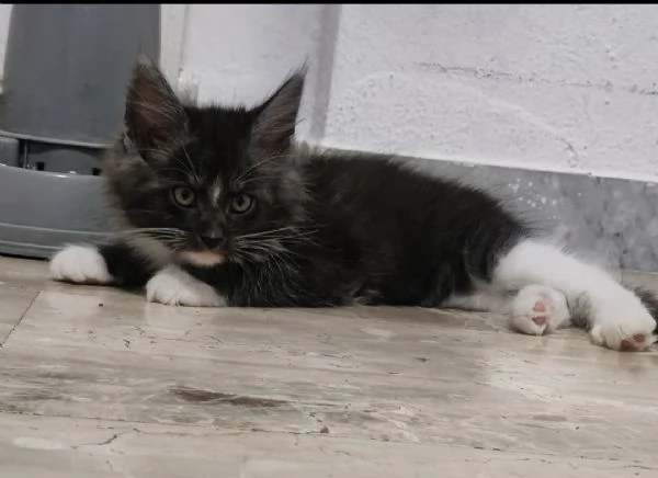 CUCCIOLI MAINE COON | Foto 3