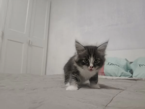 CUCCIOLI MAINE COON | Foto 2