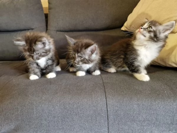 CUCCIOLI MAINE COON | Foto 1