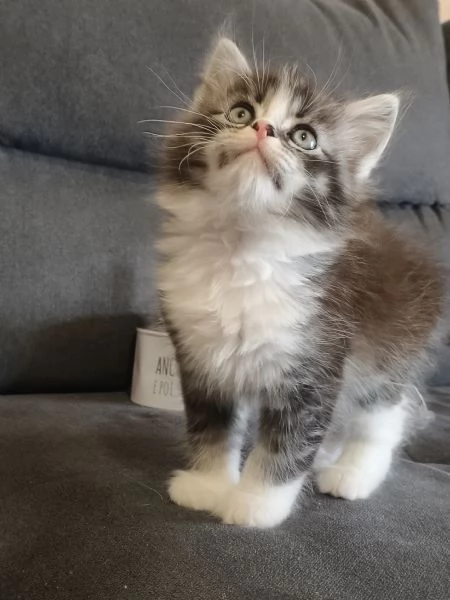 CUCCIOLI MAINE COON | Foto 0