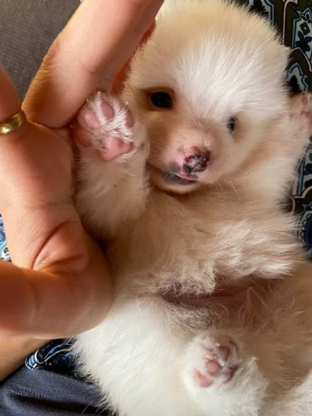 Volpino Spitz tedesco | Foto 1