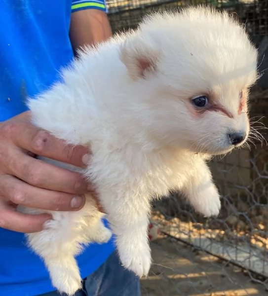 Volpino Spitz tedesco | Foto 0