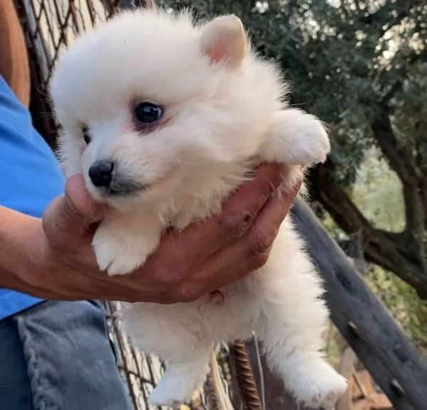 Volpino Spitz tedesco