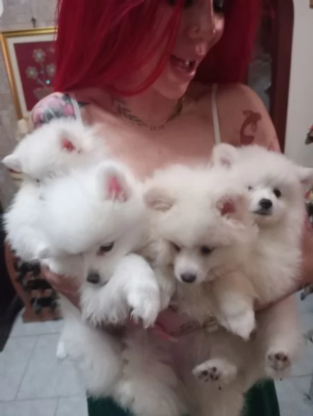 Nata cucciolata di pomeriana 3 mesi