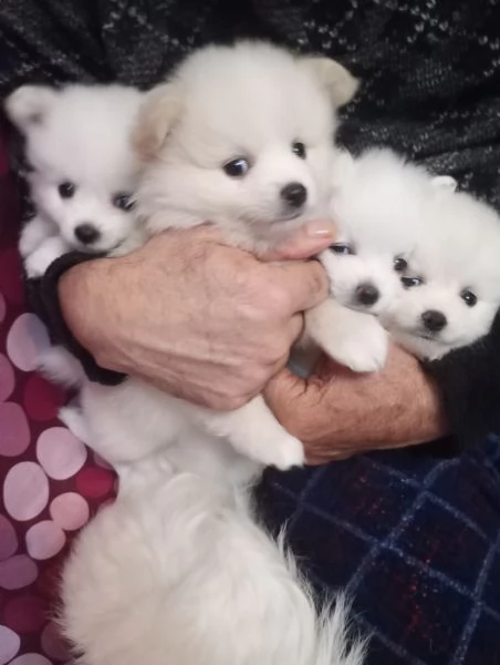Nata cucciolata di pomeriana 3 mesi | Foto 0