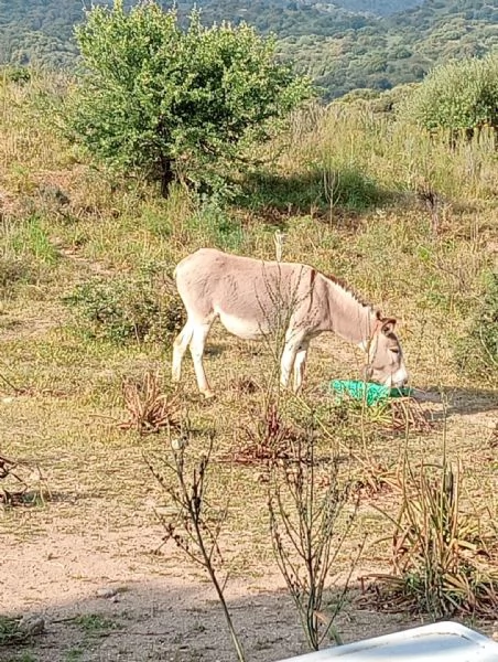 5 asinelli sardi docili e rustici – ottimi per campagna