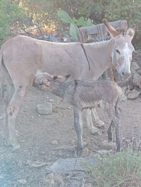 5 asinelli sardi docili e rustici – ottimi per campagna | Foto 1