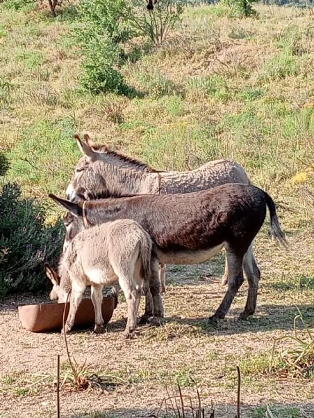 5 asinelli sardi docili e rustici – ottimi per campagna | Foto 0
