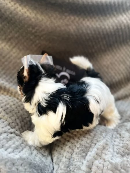 Yorkshire Terrier Biewer | Foto 4