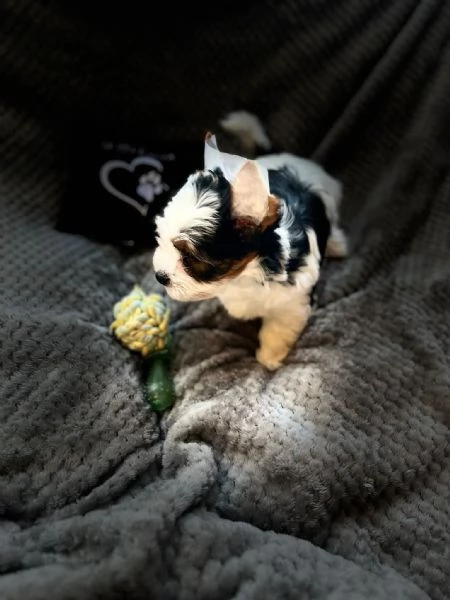 Yorkshire Terrier Biewer | Foto 2