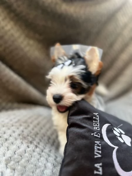 Yorkshire Terrier Biewer | Foto 1