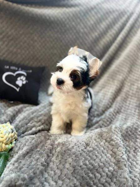 Yorkshire Terrier Biewer