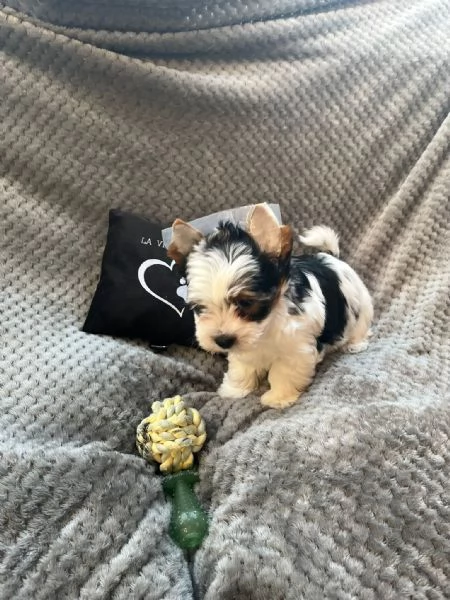 Yorkshire Terrier Biewer | Foto 0