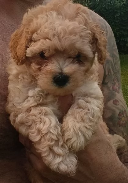 Vendo cucciola di Maltipoo 