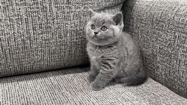 BELLISSIMI Gatti British shorthair | Foto 0