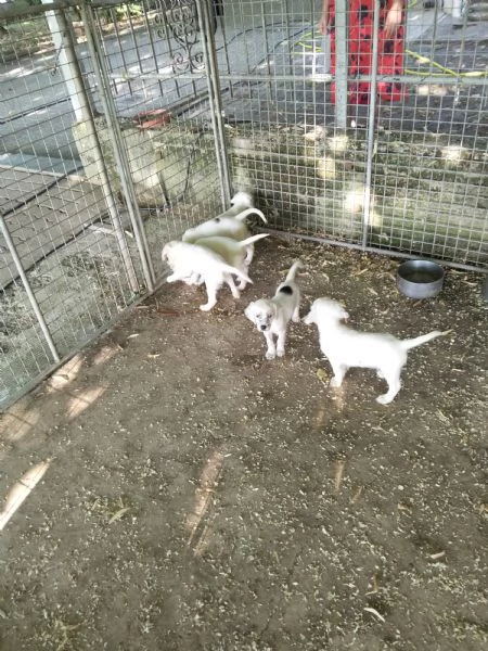 Cucciolata di setter