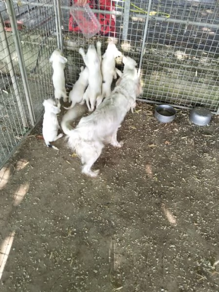 Cucciolata di setter | Foto 0