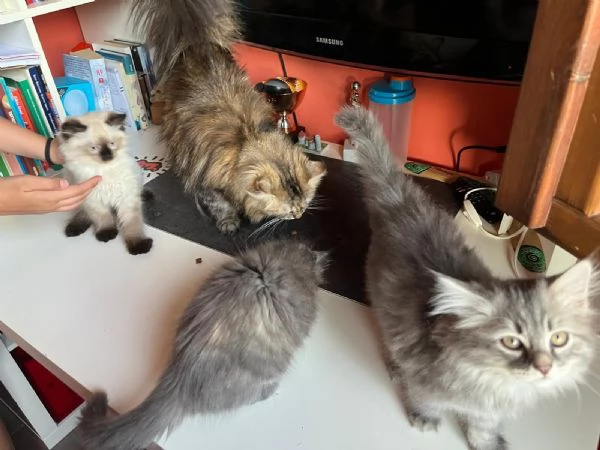 Cuccioli Siberiani e Neva masquerade vendesi | Foto 6