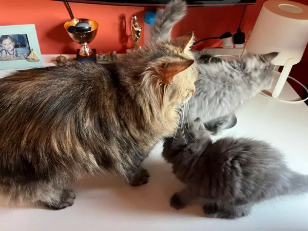 Cuccioli Siberiani e Neva masquerade vendesi | Foto 4