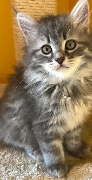 Cuccioli Siberiani e Neva masquerade vendesi | Foto 3