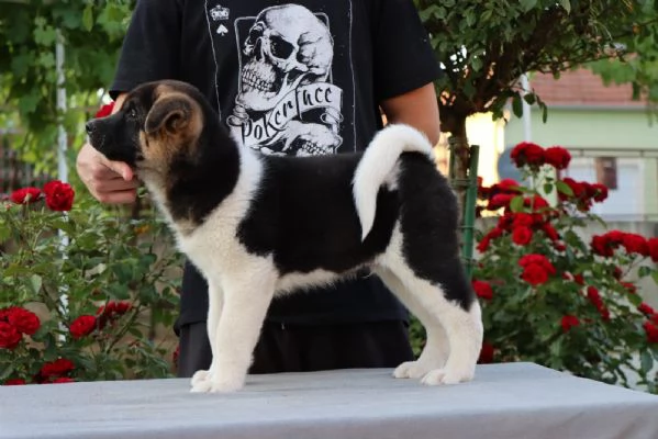 Cuccioli di Akita Americano | Foto 6