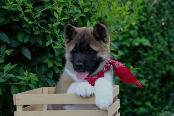 Cuccioli di Akita Americano | Foto 4