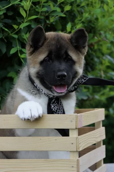 Cuccioli di Akita Americano | Foto 3