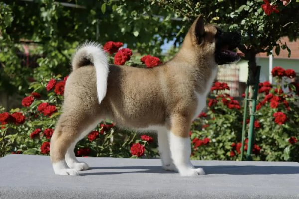 Cuccioli di Akita Americano | Foto 2