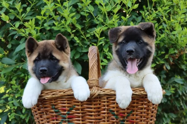 Cuccioli di Akita Americano | Foto 1