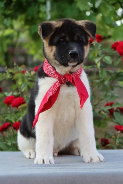 Cuccioli di Akita Americano | Foto 0