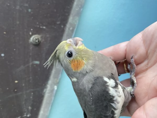 Vendo pappagallo calopsiti di un mese