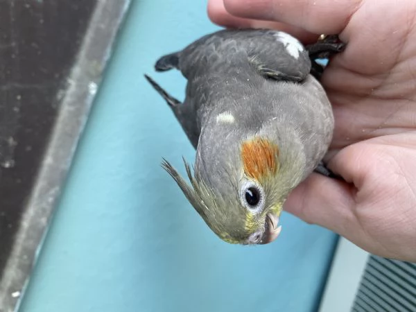 Vendo pappagallo calopsiti di un mese | Foto 1