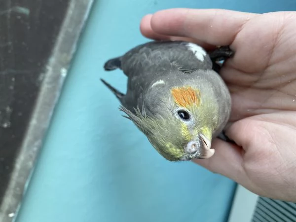Vendo pappagallo calopsiti di un mese | Foto 0