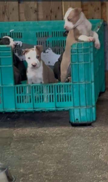 Vendita cuccioli  | Foto 2