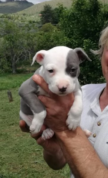 Vendita cuccioli  | Foto 1