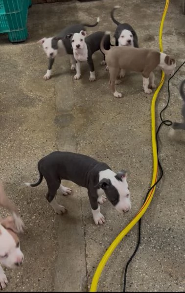 Vendita cuccioli  | Foto 0