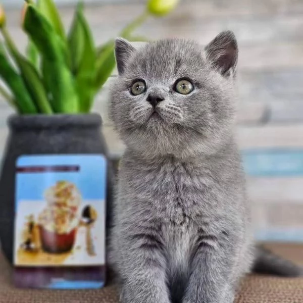 British shorthair maschio e femmina