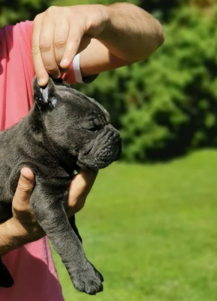 Cucciola femmina di Cane Corso | Foto 5