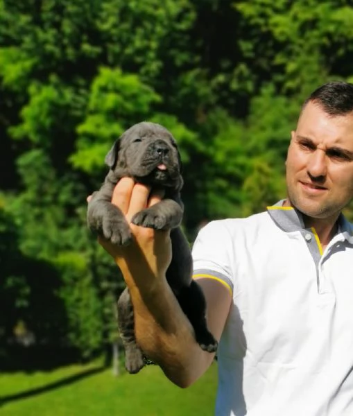 Cucciola femmina di Cane Corso | Foto 4