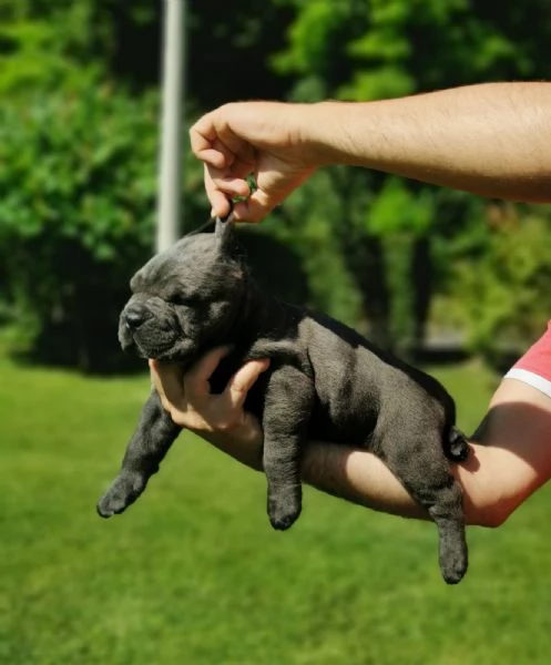 Cucciola femmina di Cane Corso | Foto 3