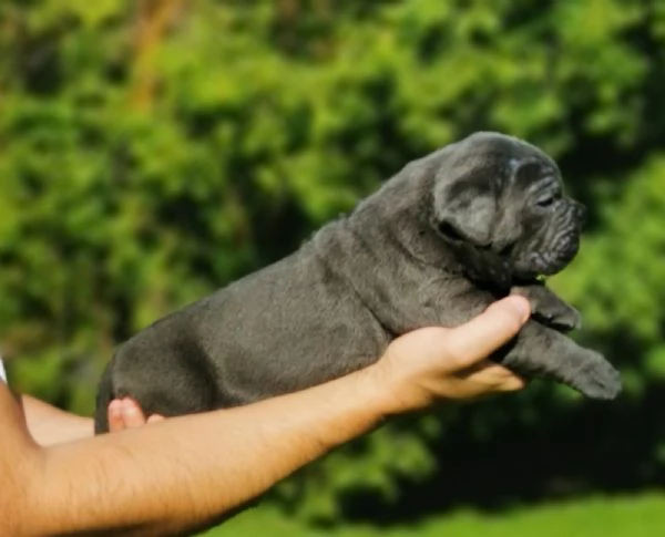 Cucciola femmina di Cane Corso | Foto 2